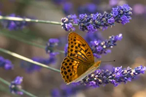 Marbled fritillary butterfly (Brenthis daphne) adult male with wings open on Valensole Marbled fritillary butterfly (Brenthis daphne) adult male with wings open on Valensole