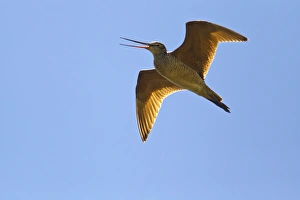 Marbled Godwit in flight at Fox Lake WMA near Lambert, Montana, USA Marbled Godwit in flight at Fox Lake WMA near Lambert, Montana, USA