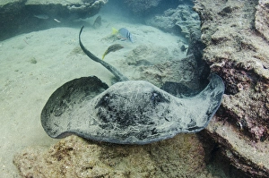 Marbled Ray (Taeniura meyeri) GALAPAGOS ISLANDS, Ecuador, South America Marbled Ray (Taeniura meyeri) GALAPAGOS ISLANDS, Ecuador, South America