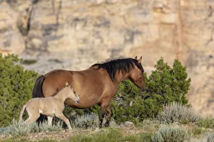Mare with newborn foal in the Bighorn National Recreation Area, Montana, USA Mare with newborn foal in the Bighorn National Recreation Area, Montana, USA
