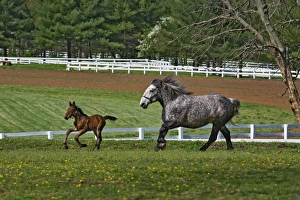 Mare and young colt running in paddock, Kentucky Horse Park, Lexington, Kentucky Mare and young colt running in paddock, Kentucky Horse Park, Lexington, Kentucky