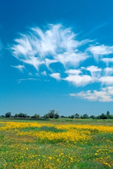 Mares tails clouds over southwest Idaho. weather, clouds, meteorology Mares tails clouds over southwest Idaho. weather, clouds, meteorology