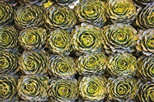 In a market in Santiago, these artichokes were displayed artfully in rows In a market in Santiago, these artichokes were displayed artfully in rows