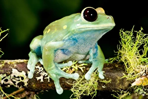 Maroon Big Eye Treefrog Leptopelis uluguliensis Native to Eastern Africa Maroon Big Eye Treefrog Leptopelis uluguliensis Native to Eastern Africa