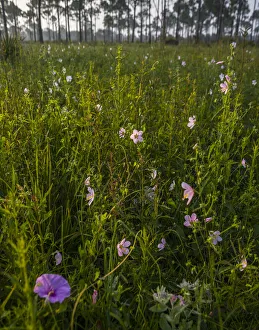 Marsh Mallow blooms in a South Florida prairie Marsh Mallow blooms in a South Florida prairie