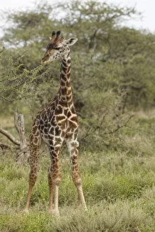 Masai Giraffe browsing on acacia trees, Serengeti National Park, Tanzania, Africa Masai Giraffe browsing on acacia trees, Serengeti National Park, Tanzania, Africa