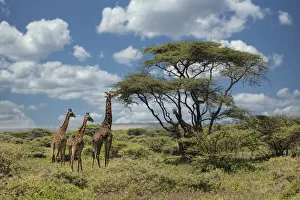 Masai giraffe, Ngorongoro Conservation Area, World Heritage Site, Tanzania, Africa Masai giraffe, Ngorongoro Conservation Area, World Heritage Site, Tanzania, Africa