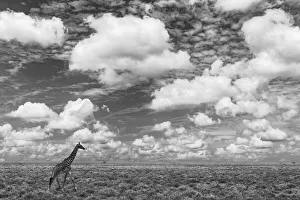 Masai Giraffe on open plains of Serengeti National Park, Tanzania, Africa Masai Giraffe on open plains of Serengeti National Park, Tanzania, Africa
