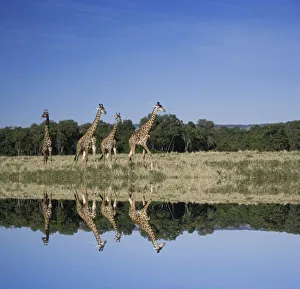 Masai Giraffes, Giraffa camelopardalis, Masai Mara, Kenya, Digital Composite Masai Giraffes, Giraffa camelopardalis, Masai Mara, Kenya, Digital Composite