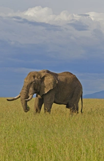Masai Mara National Park Kenya Africa sunset with huge male elephant in sunset with Masai Mara National Park Kenya Africa sunset with huge male elephant in sunset with