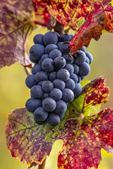 Mature pinot noir grapes on the vine at Yamhill Valley Vineyards near McMinnville, Oregon, USA Mature pinot noir grapes on the vine at Yamhill Valley Vineyards near McMinnville, Oregon, USA