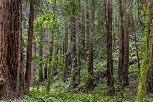 Mature redwood forest in Muir Woods National Monument in Mill Valley, California, USA Mature redwood forest in Muir Woods National Monument in Mill Valley, California, USA