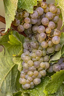 Mature Riesling grapes on the vine at Yamhill Valley Vineyards near McMinnville, Oregon, USA Mature Riesling grapes on the vine at Yamhill Valley Vineyards near McMinnville, Oregon, USA