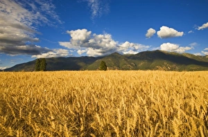 Mature stand of wheat sits below the Swan Mountain Range in the Flathead Valley of Mature stand of wheat sits below the Swan Mountain Range in the Flathead Valley of