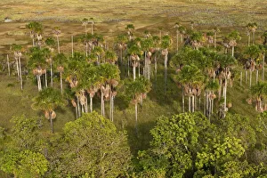 Mauritia Palm (Mauritia flexuosa) Aerial views over Savannah Rupununi Mauritia Palm (Mauritia flexuosa) Aerial views over Savannah Rupununi