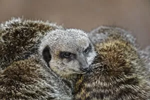 Meerkat family sleeping together