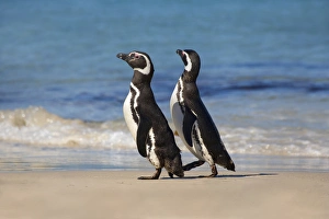 Megellanic Penguin (Spheniscus magellanicus) on the beach, Falkland Islands Megellanic Penguin (Spheniscus magellanicus) on the beach, Falkland Islands