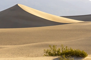 Mesquite Flat Sand Dunes at dawn, Death Valley, California Mesquite Flat Sand Dunes at dawn, Death Valley, California