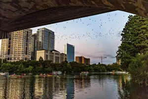 Mexican free tailed bats fly from the Congress Street Bridge at dusk in Austin, Texas Mexican free tailed bats fly from the Congress Street Bridge at dusk in Austin, Texas