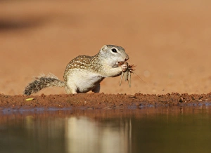 Mexican Ground Squirrel (Spermophilus mexicanus), adult eating grasshopper, South Texas Mexican Ground Squirrel (Spermophilus mexicanus), adult eating grasshopper, South Texas