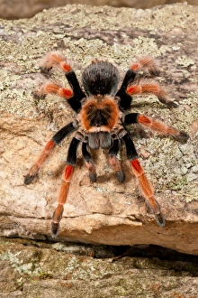Mexican Painted Leg Tarantula, Brachypelma emelia, Native to Mexico Mexican Painted Leg Tarantula, Brachypelma emelia, Native to Mexico