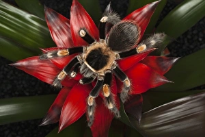 Mexican Red-Kneed Tarantula (Brachypelma smithi), Mexico Mexican Red-Kneed Tarantula (Brachypelma smithi), Mexico