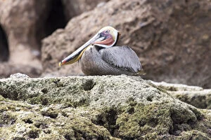 Mexico, Baja California, Sea of Cortez. Brown Pelican breeding plumage