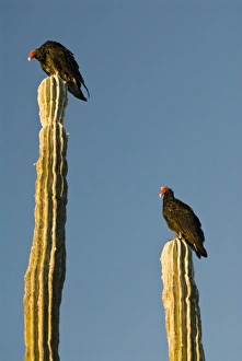Mexico, Baja California, Sonoran Desert. Classic desert scenic with Turkey Vultures Mexico, Baja California, Sonoran Desert. Classic desert scenic with Turkey Vultures