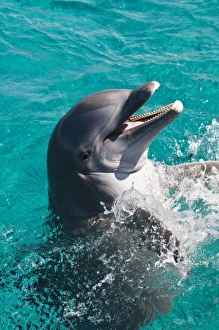 Mexico, Cozumel. Dolphin Discovery at Chankanaab Park, Isla de Cozumel (Cozumel Island) Mexico, Cozumel. Dolphin Discovery at Chankanaab Park, Isla de Cozumel (Cozumel Island)