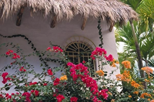 Mexico, Jalisco, Puerta Vallarta. Bougenvilla blooms underneath a thatch roof Mexico, Jalisco, Puerta Vallarta. Bougenvilla blooms underneath a thatch roof
