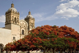 Mexico, Oaxaca, Morning sun lights flame trees and the Iglesia Santo Domingo near Mexico, Oaxaca, Morning sun lights flame trees and the Iglesia Santo Domingo near
