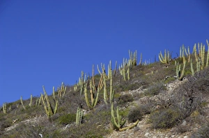 Mexico, San Carlos. Organ Pipe cactus.THIS IMAGE HAS SOME RESTRICTIONS FOR US LAND TOUR Mexico, San Carlos. Organ Pipe cactus.THIS IMAGE HAS SOME RESTRICTIONS FOR US LAND TOUR