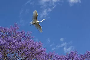 Images Dated 26th March 2013: Mexico, San Miguel de Allende. Great egret flying over jacaranda tree. Credit as