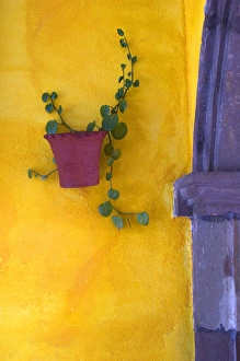 Mexico, San Miguel de Allende. Planted pot on wall Mexico, San Miguel de Allende. Planted pot on wall
