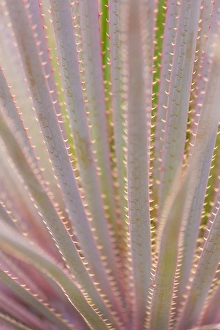 Mexico, San Miguel de Allende. Yucca plant close-up Mexico, San Miguel de Allende. Yucca plant close-up
