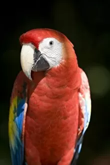 Images Dated 13th November 2004: Mexico, Yucatan, Merida, scarlet macaw (Ara macao) - captive