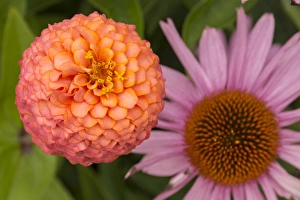 Michigan, Dearborn, Greenfield Village. Peach zinnia flower with purple coneflower Michigan, Dearborn, Greenfield Village. Peach zinnia flower with purple coneflower