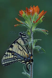 Images Dated 29th December 2003: Michigan, Houghton Lake. Tiger Swallowtail on Indian Paintbrush. (Papilio glaucus