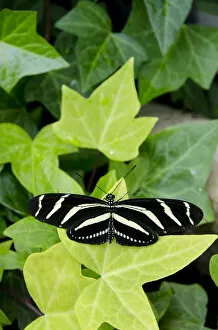 Images Dated 1st June 2012: Michigan, Mackinac Island. Wings of Mackinac Butterfly Conservatory and garden