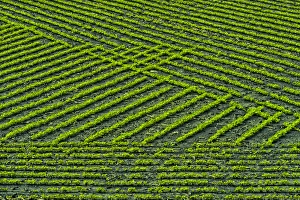 Mid-north Indiana. Field patterns formed by crops Mid-north Indiana. Field patterns formed by crops