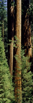 Mid section of Giant Sequoia trees in Sequoia Kings Canyon National Park, California Mid section of Giant Sequoia trees in Sequoia Kings Canyon National Park, California