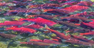 Migrating sockeye salmon, Katmai National Park, Alaska, USA