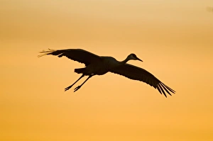 A migratory sandhill crane, grus canadensis, comes in for a landing in a pond at A migratory sandhill crane, grus canadensis, comes in for a landing in a pond at
