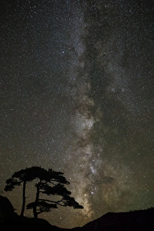 Milky Way and silhouetted tree, near Ouray, Colorado Milky Way and silhouetted tree, near Ouray, Colorado