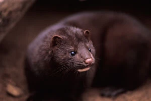 Images Dated 9th November 2005: mink, Mustela vison, peaks out from under a log, Takshanuk mountains, northern southeast