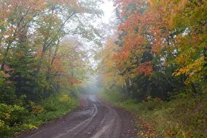 Minnesota, Pat Bayle State Forest, fall color along road through forest Minnesota, Pat Bayle State Forest, fall color along road through forest