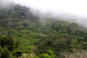 Mist hanging over the Monteverde Cloud Forest Preserve at Monteverde, Costa Rica Mist hanging over the Monteverde Cloud Forest Preserve at Monteverde, Costa Rica
