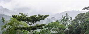 Mist and rain in the Bwindi Impenetrable Forest. Uganda Mist and rain in the Bwindi Impenetrable Forest. Uganda
