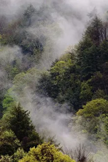Mist rising from mountainside after spring rain, Great Smoky Mountains National Park, TN Mist rising from mountainside after spring rain, Great Smoky Mountains National Park, TN