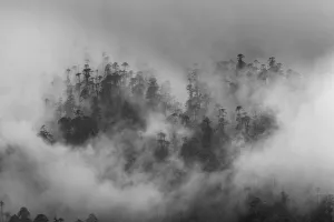 <b class=qtipBold><figcaption>Misty forest, Paro Valley, Bhutan</figcaption></b><br><em>© Art Wolfe / DanitaDelimont.com</em> Misty forest, Paro Valley, Bhutan